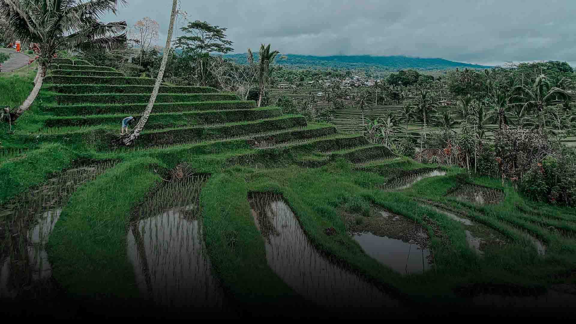 Jatiluwih