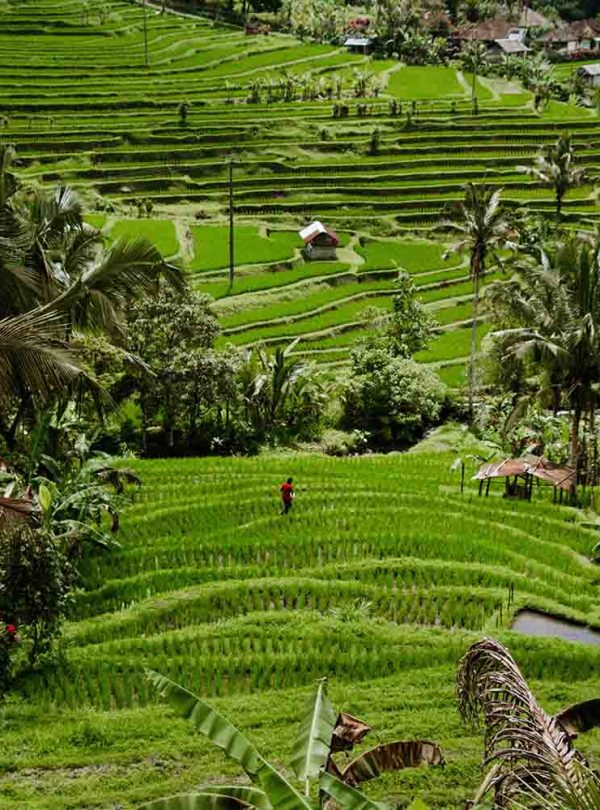 destinasi wisata Jatiluwih