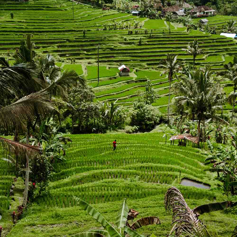 destinasi wisata Jatiluwih