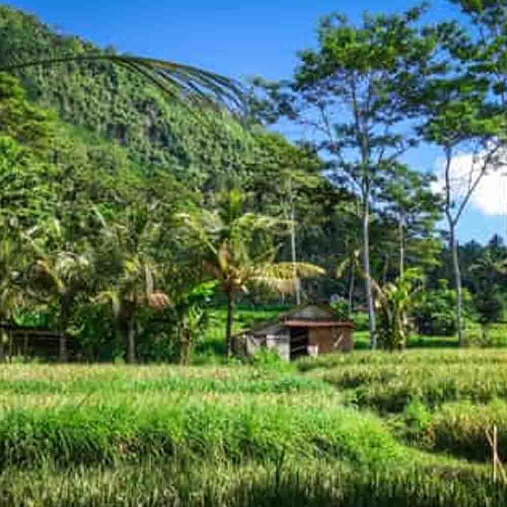 akomodasi unik di bali eco jungle retreat di Sidemen dengan view persawahan