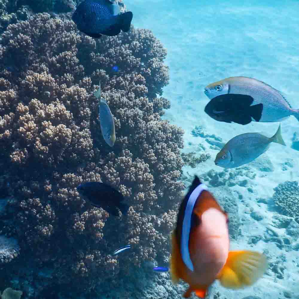 aktivitas seru di bali snorkeling di Blue Lagoon Padang Bai dengan air jernih