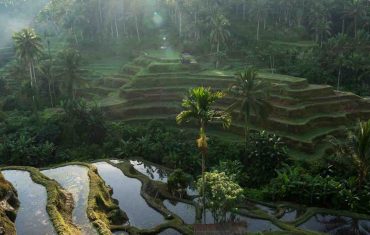 pemandangan Tegallalang Rice Terrace Ubud dengan terasering sawah hijau