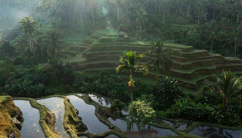 pemandangan Tegallalang Rice Terrace Ubud dengan terasering sawah hijau