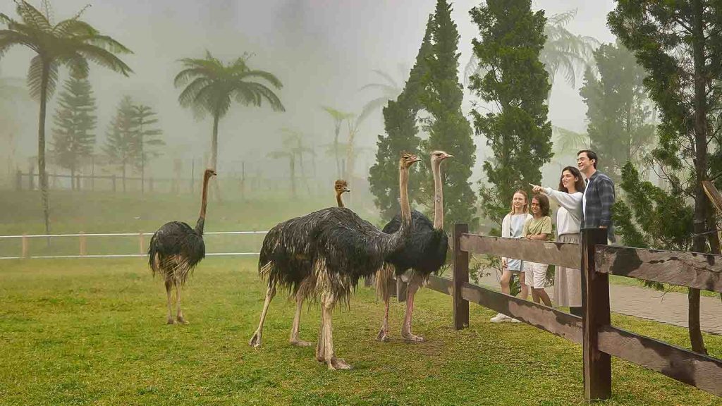 bali-farm-house-company-trip